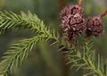 Cryptomeria japonica-1 Kryptomeria japońska